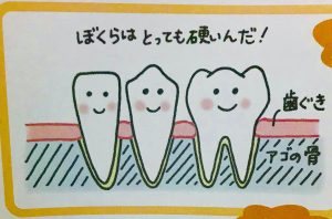 矯正でなぜ歯はうごくのか❶